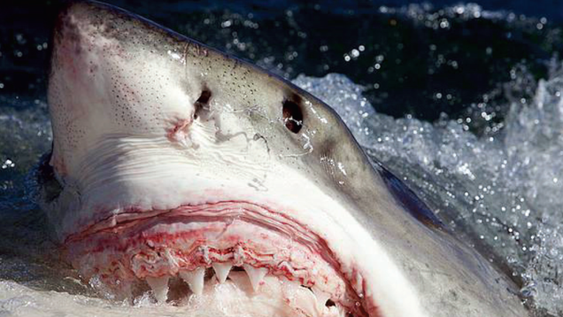 Image: Fallows et al/PLOS One